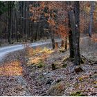 Por la tarde en el bosque (abends im Wald)