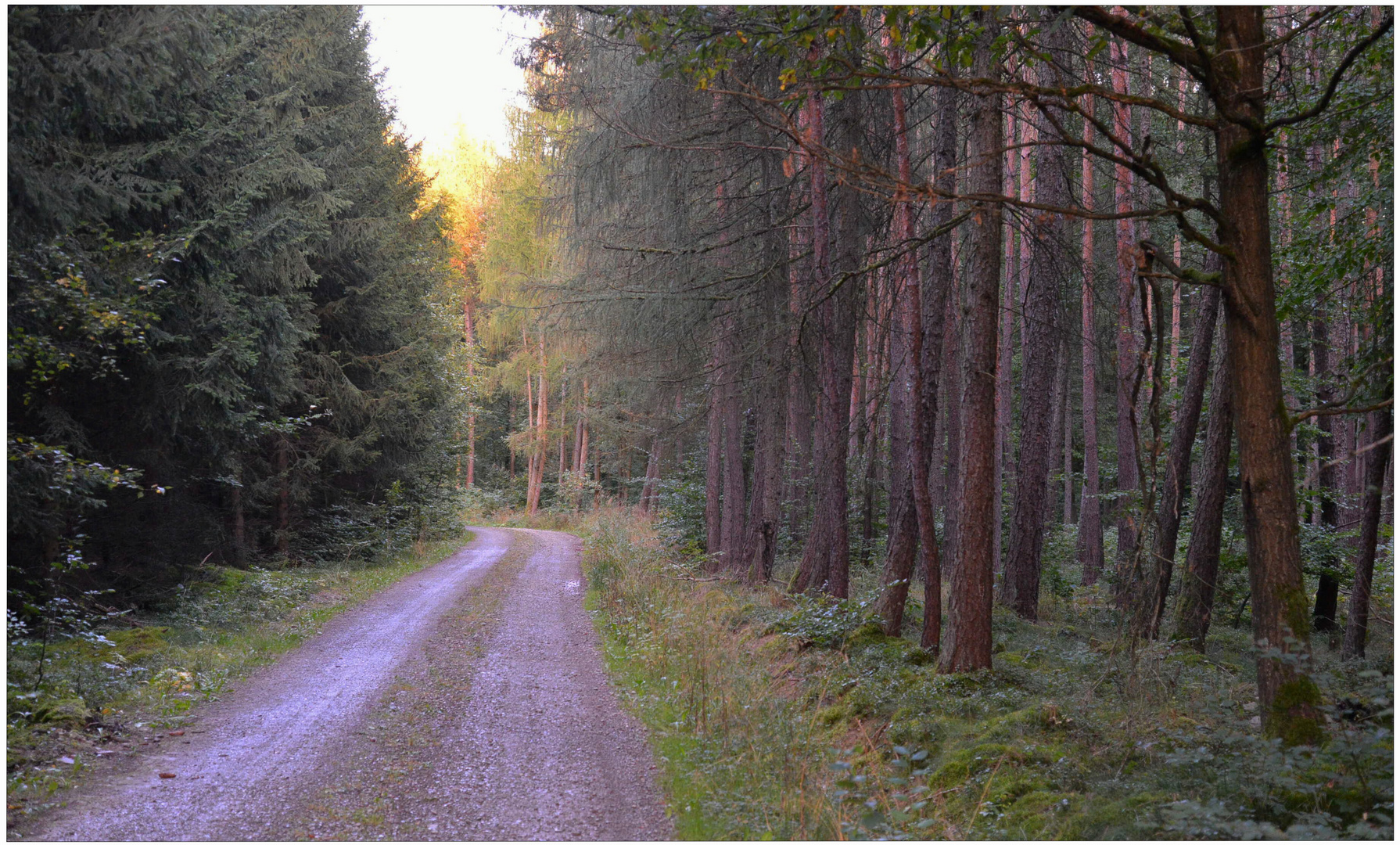 Por la tarde en el bosque II (Abend II)