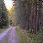 Por la tarde en el bosque II (Abend II)