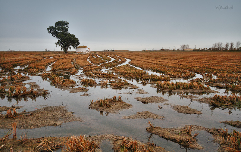 Por los arrozales.