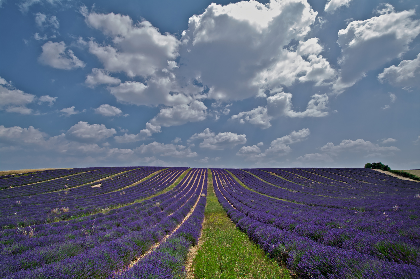 Por tierras de Lavanda