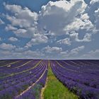 Por tierras de Lavanda