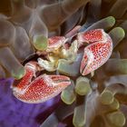 Porcelain Anemone Crab