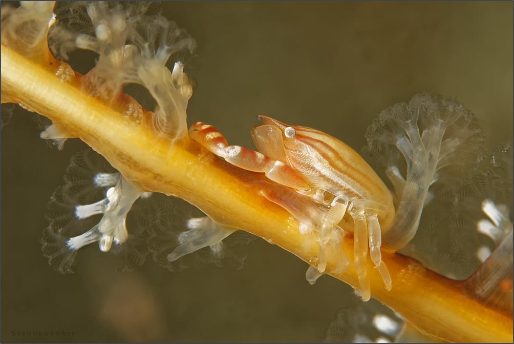 porcelain crab