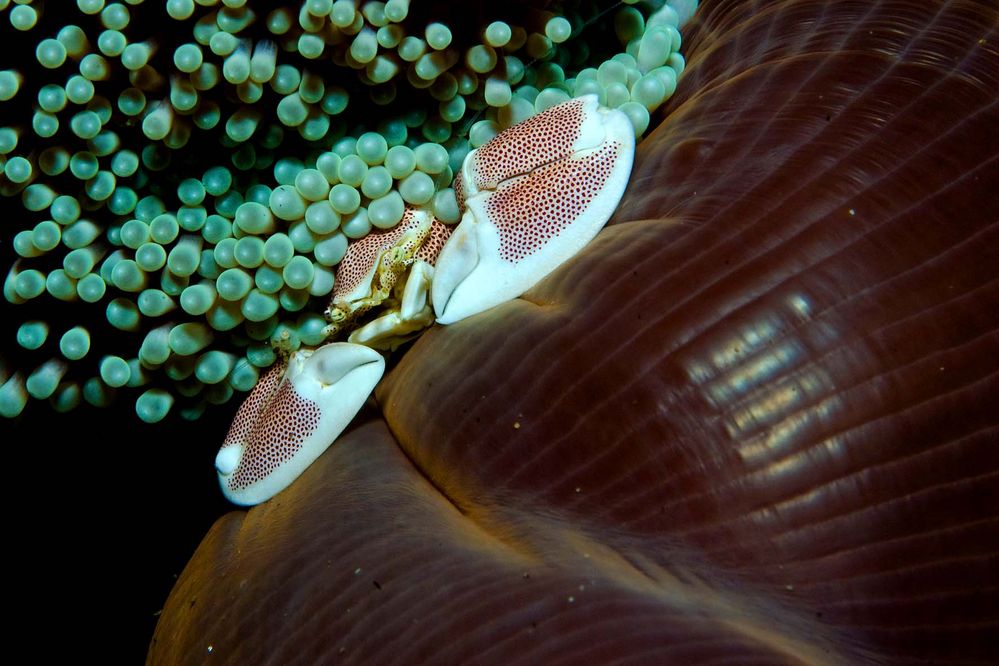 Porcelain Crab