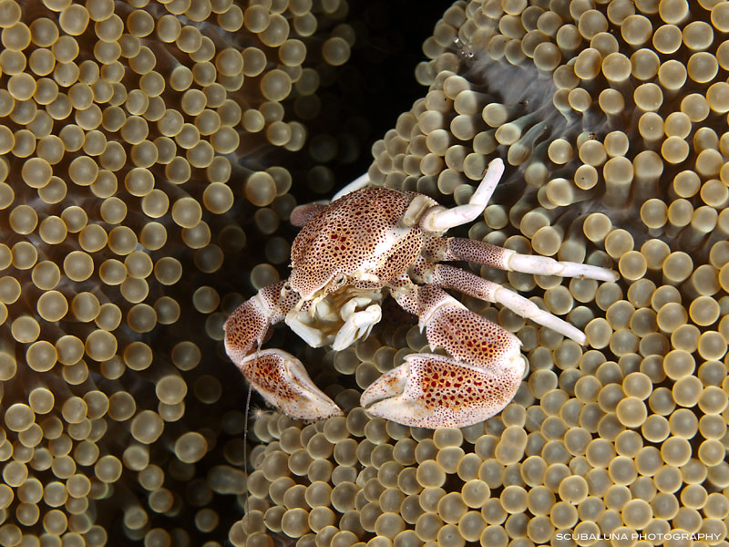 Porcelain Crab with Eggs (Neopetrollisthes maculatus oder oshimai )