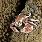 Porcelain Crab with Eggs (Neopetrollisthes maculatus oder oshimai )