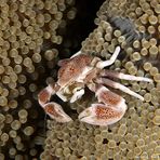 Porcelain Crab with Eggs (Neopetrollisthes maculatus oder oshimai )