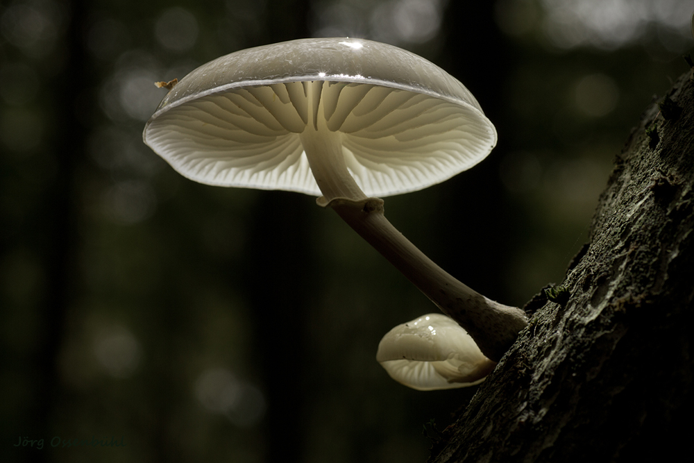 porcelain fungus