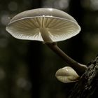 porcelain fungus