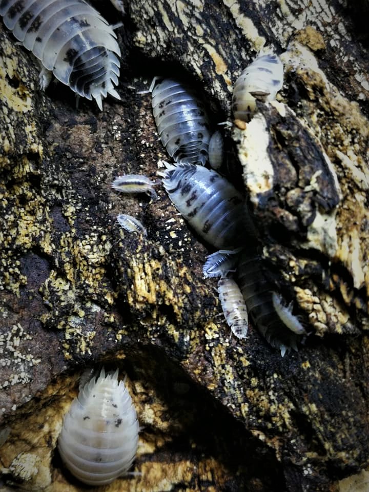 PORCELLIO LAEVIS