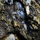 PORCELLIO LAEVIS