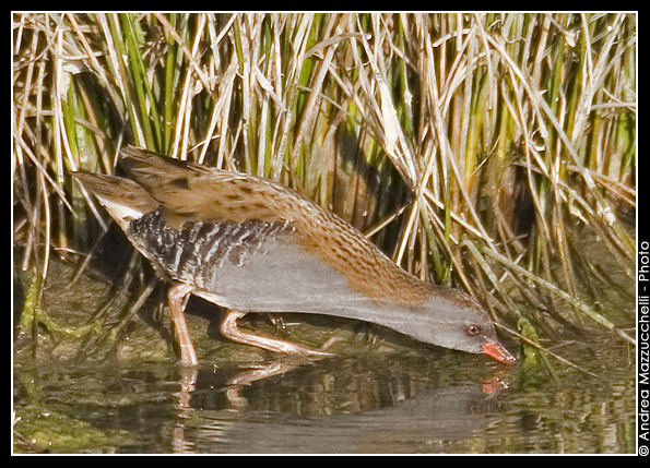 Porciglione (Rallus aquaticus)