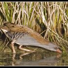 Porciglione (Rallus aquaticus)