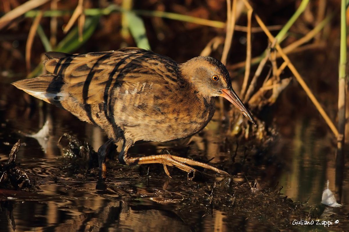 Porciglione (Rallus aquaticus)