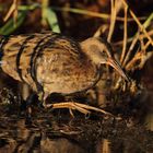 Porciglione (Rallus aquaticus)