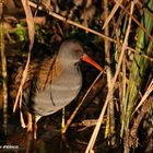 Porciglione ( Rallus aquaticus )