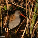 Porciglione ( Rallus aquaticus )