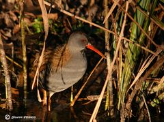 Porciglione ( Rallus aquaticus )