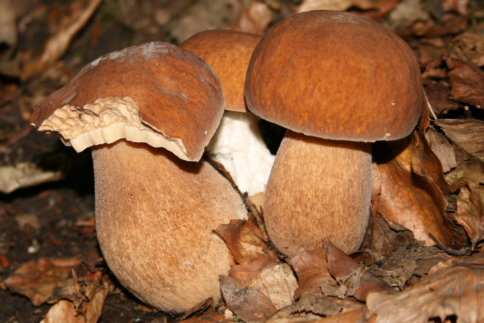 Porcini