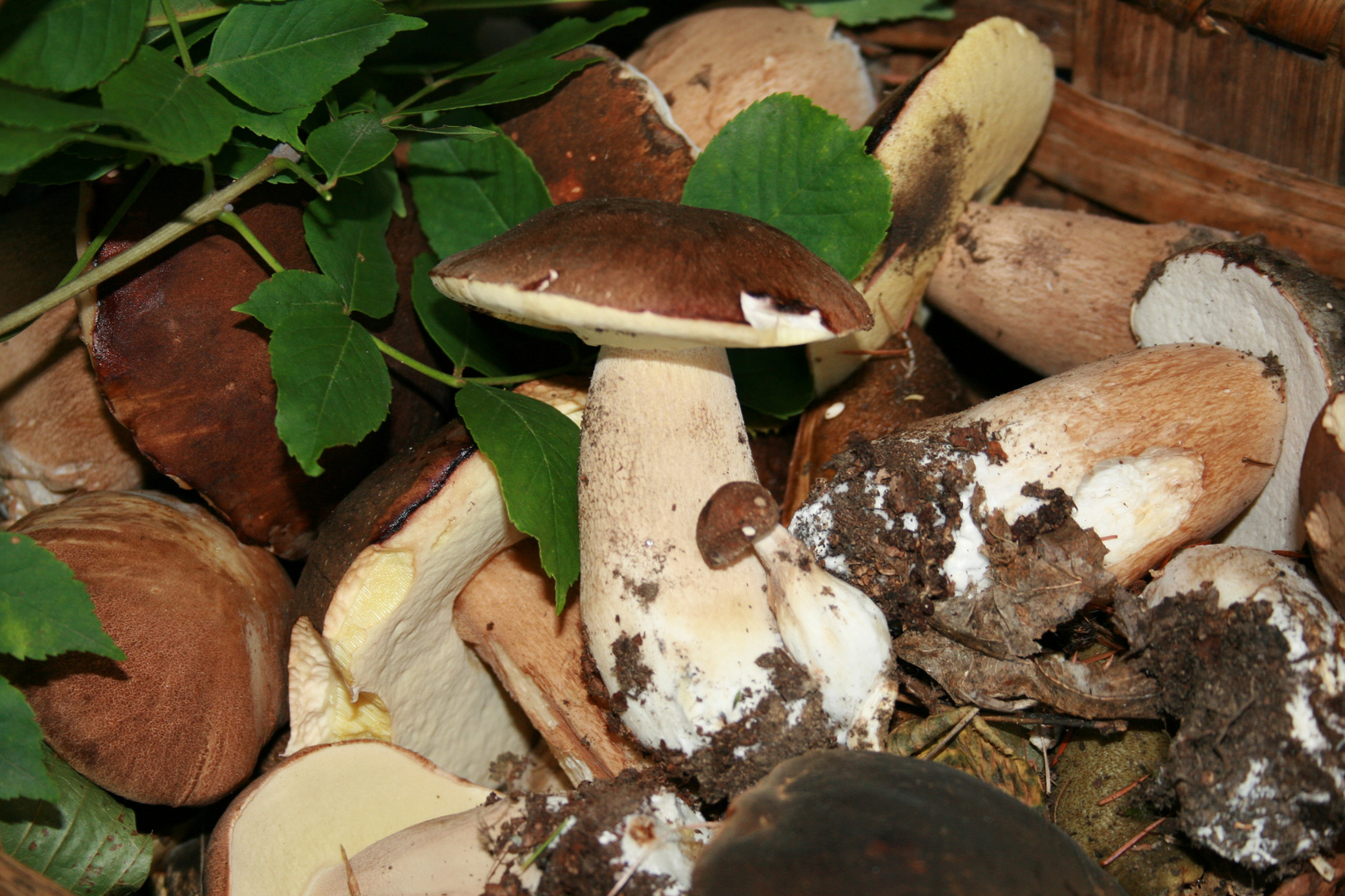 Porcini nel cesto