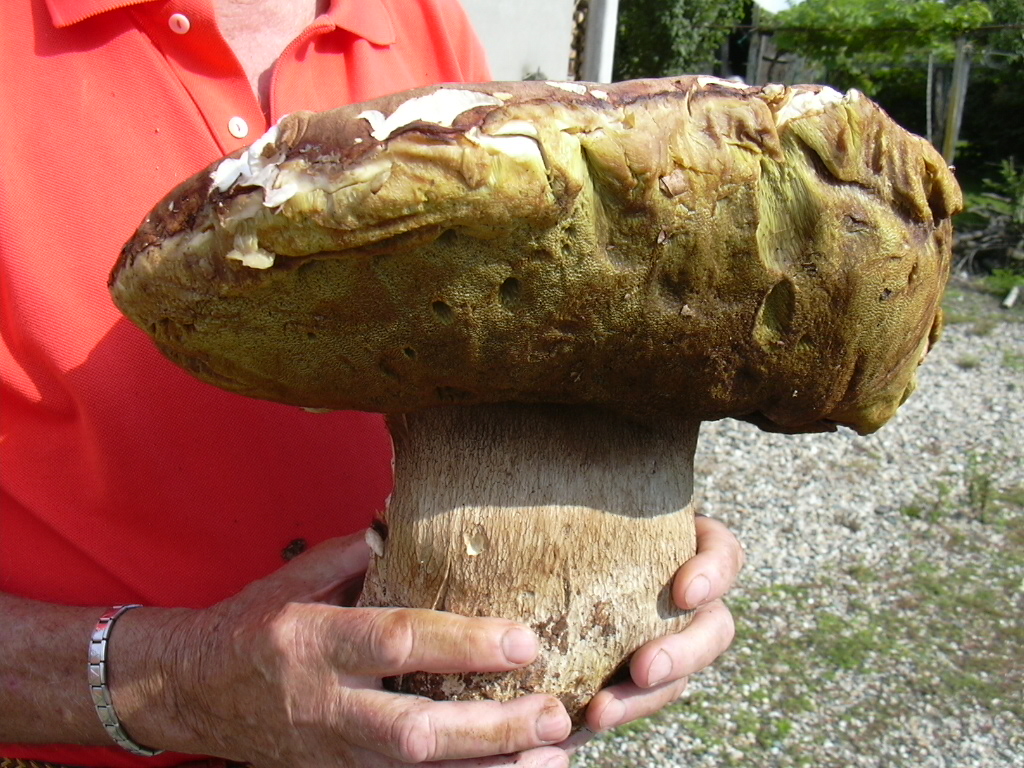 Porcino gigante Foto Immagini piante, fiori e funghi, natura Foto su