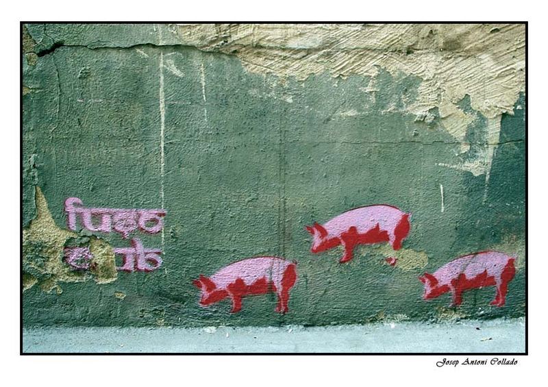 Porcs - Pigs
