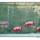 Porcs - Pigs