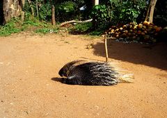 Porcupine