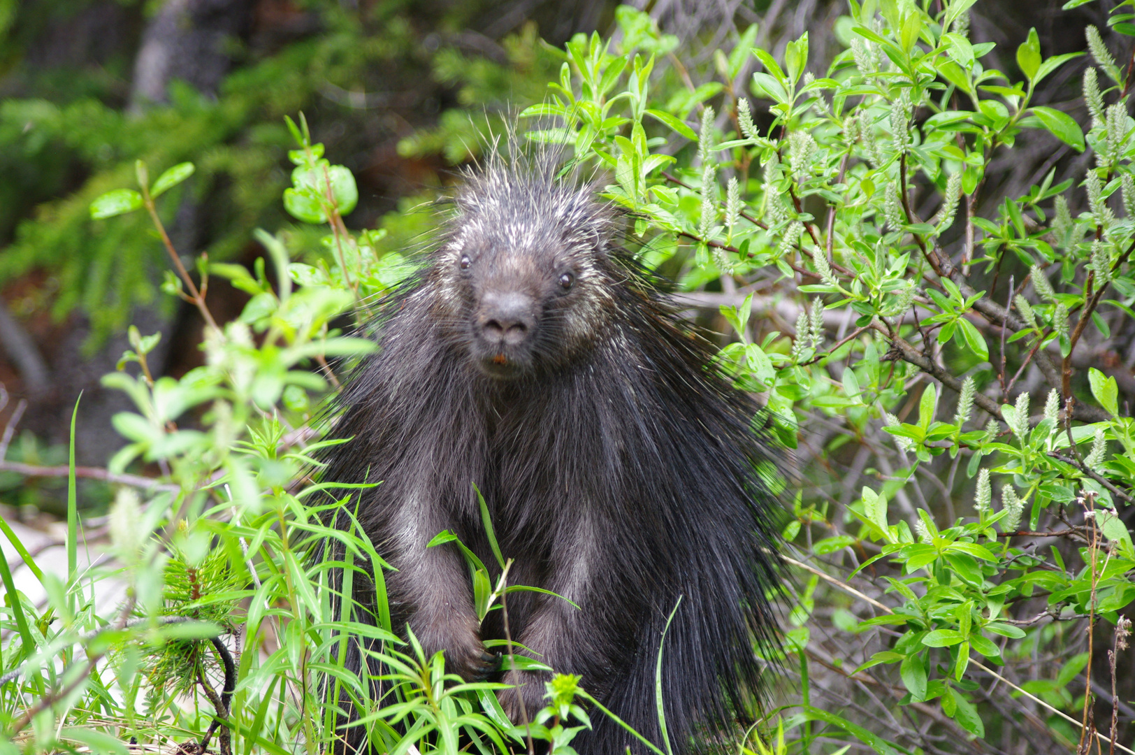 Porcupine