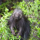 Porcupine