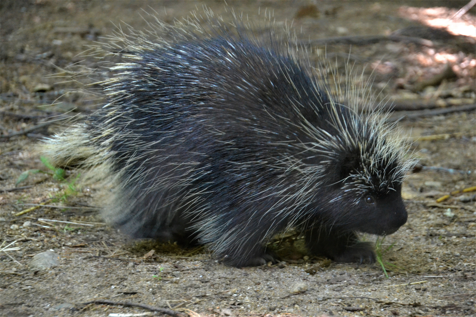 Porcupine Foto & Bild tiere, wildlife, natur Bilder auf