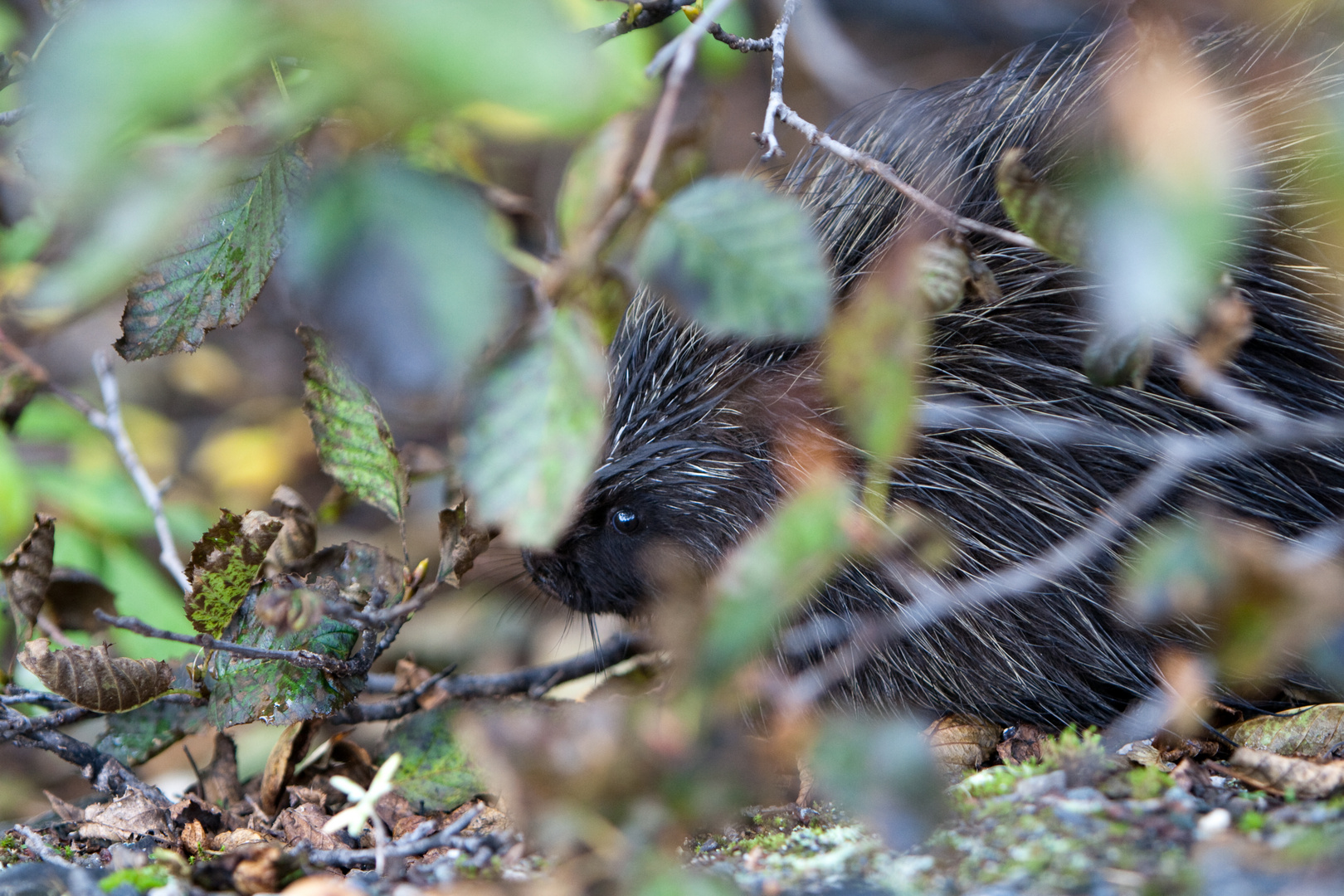 Porcupine Foto & Bild tiere, wildlife, säugetiere Bilder auf