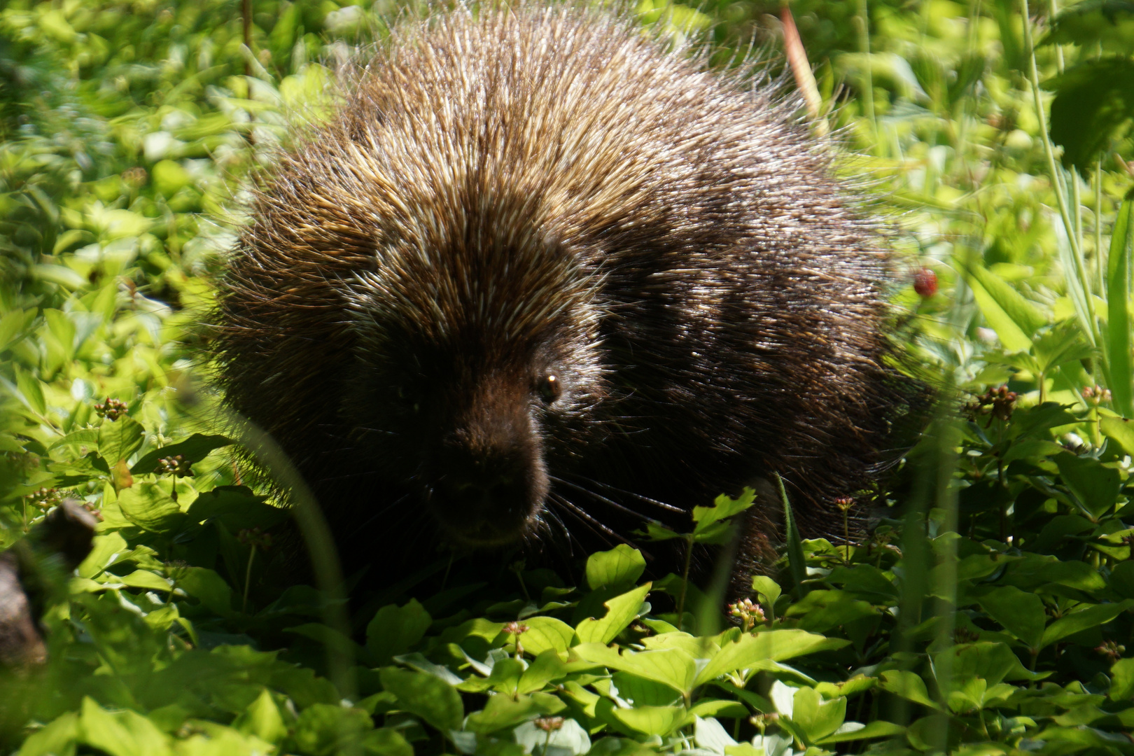 Porcupine Gaspesie