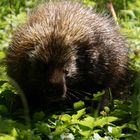 Porcupine Gaspesie