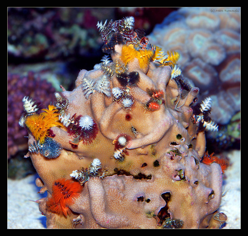 Porites lobata (Multicolor Stein)