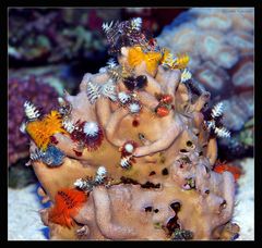 Porites lobata (Multicolor Stein)