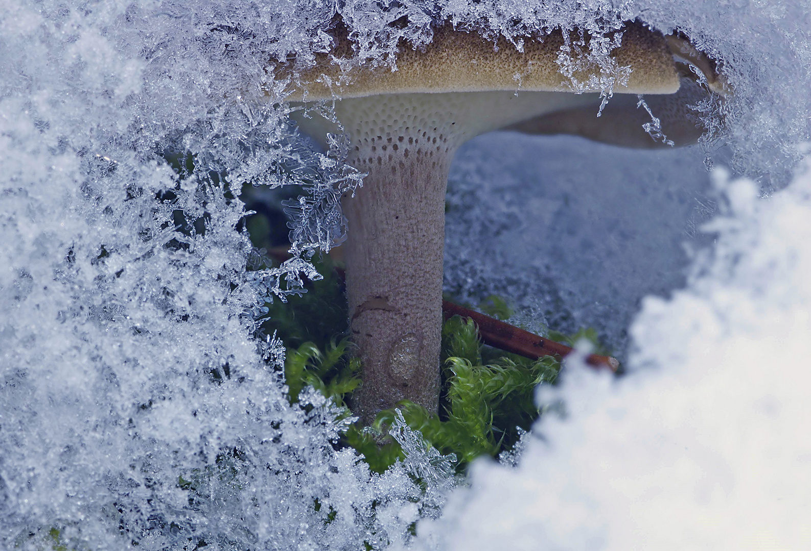 Porling im Schnee