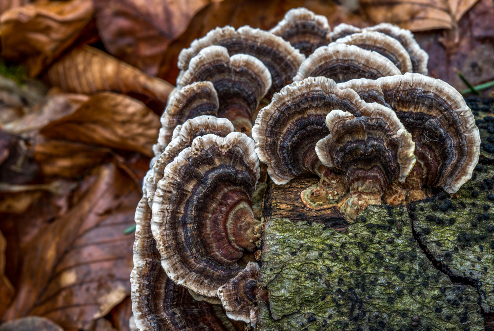 Porlinge Foto & Bild pflanzen, pilze & flechten, pilze & flechten