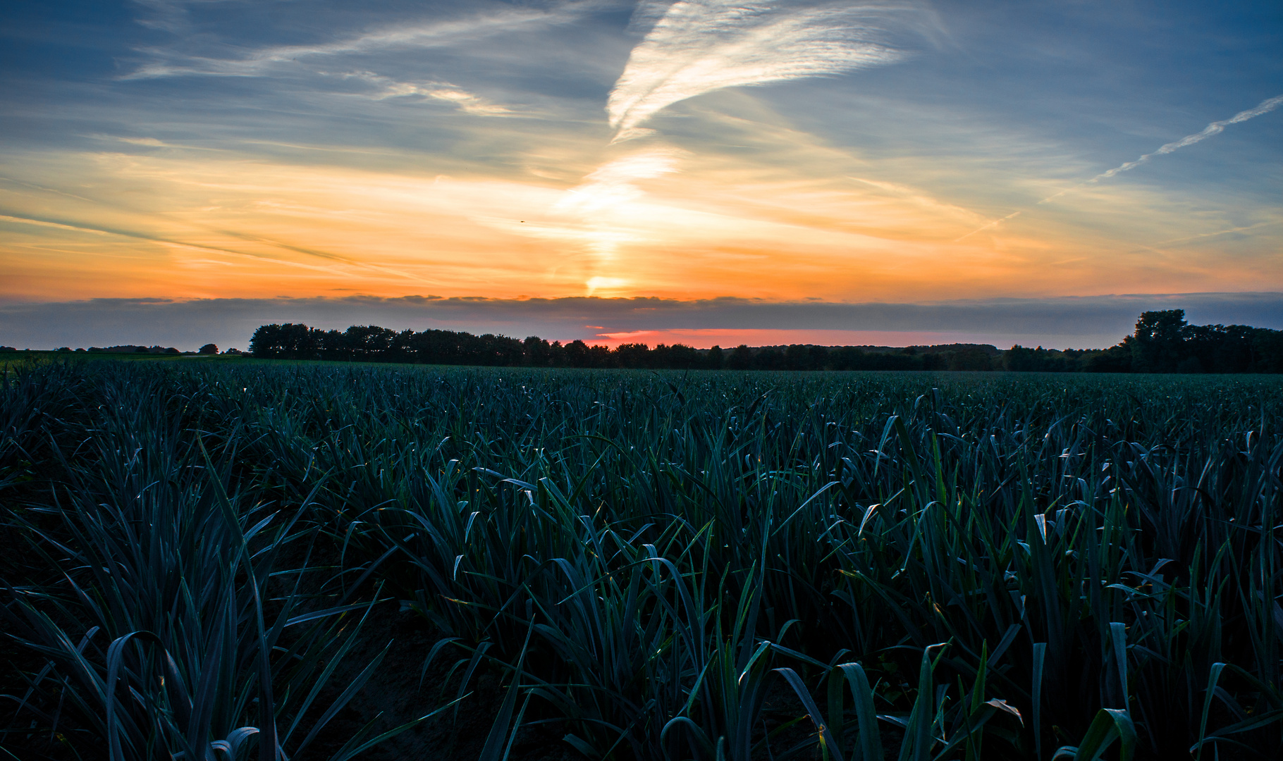 Porree meets Sonnenuntergang