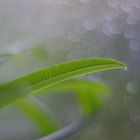 Porst 1.2 Blende Wassertropfen auf der Fensterscheibe