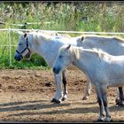 PORT - CAMARGUE - 5 - --