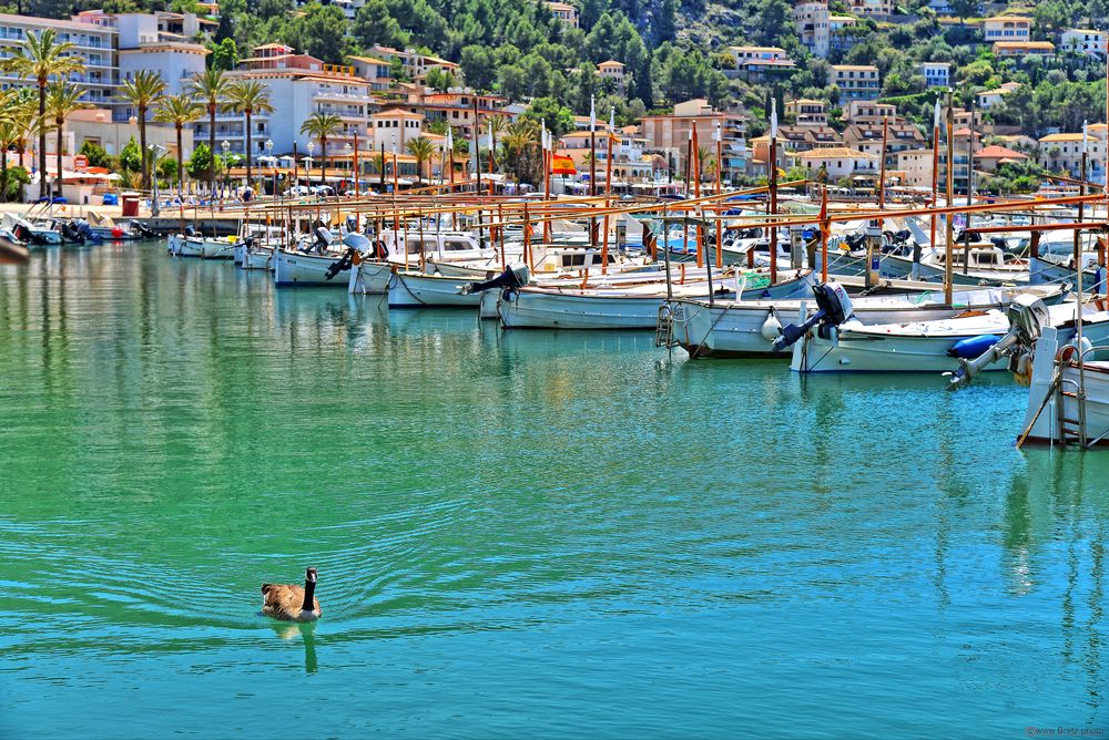 Port de Sóller, Ganso