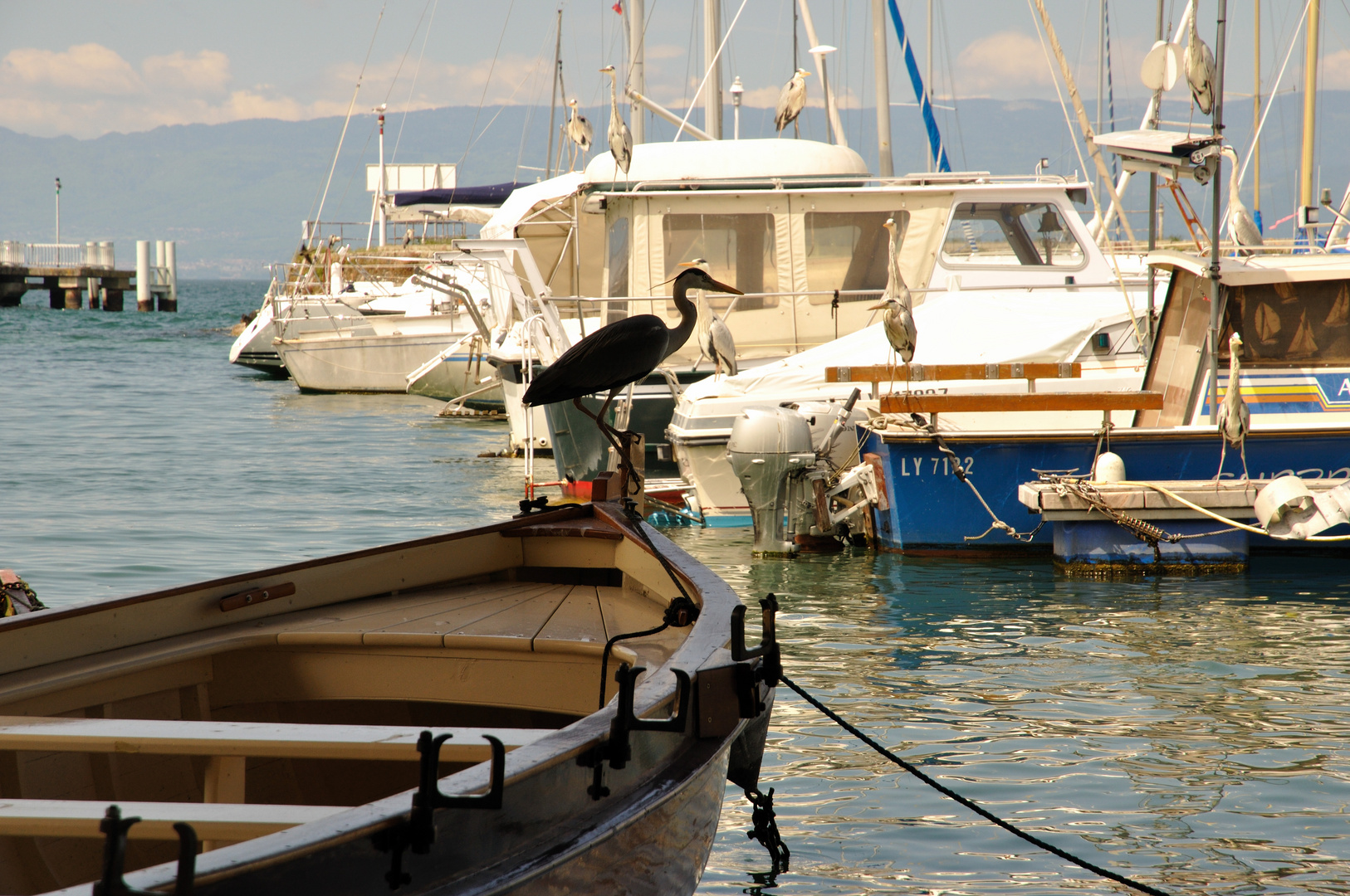 port de Thonon les bains, les hérons