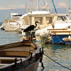 port de Thonon les bains, les hérons