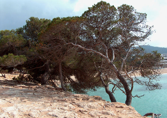 Port des torrent