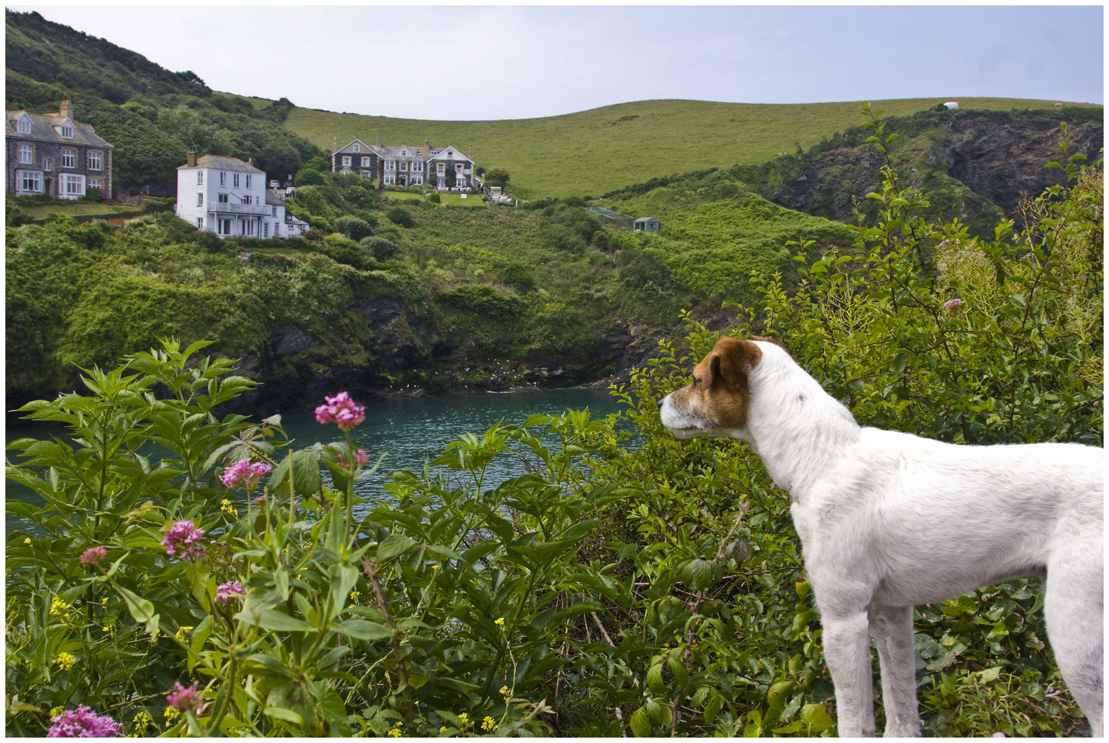 Port Isaac - Kennedy gefällts