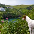 Port Isaac - Kennedy gefällts