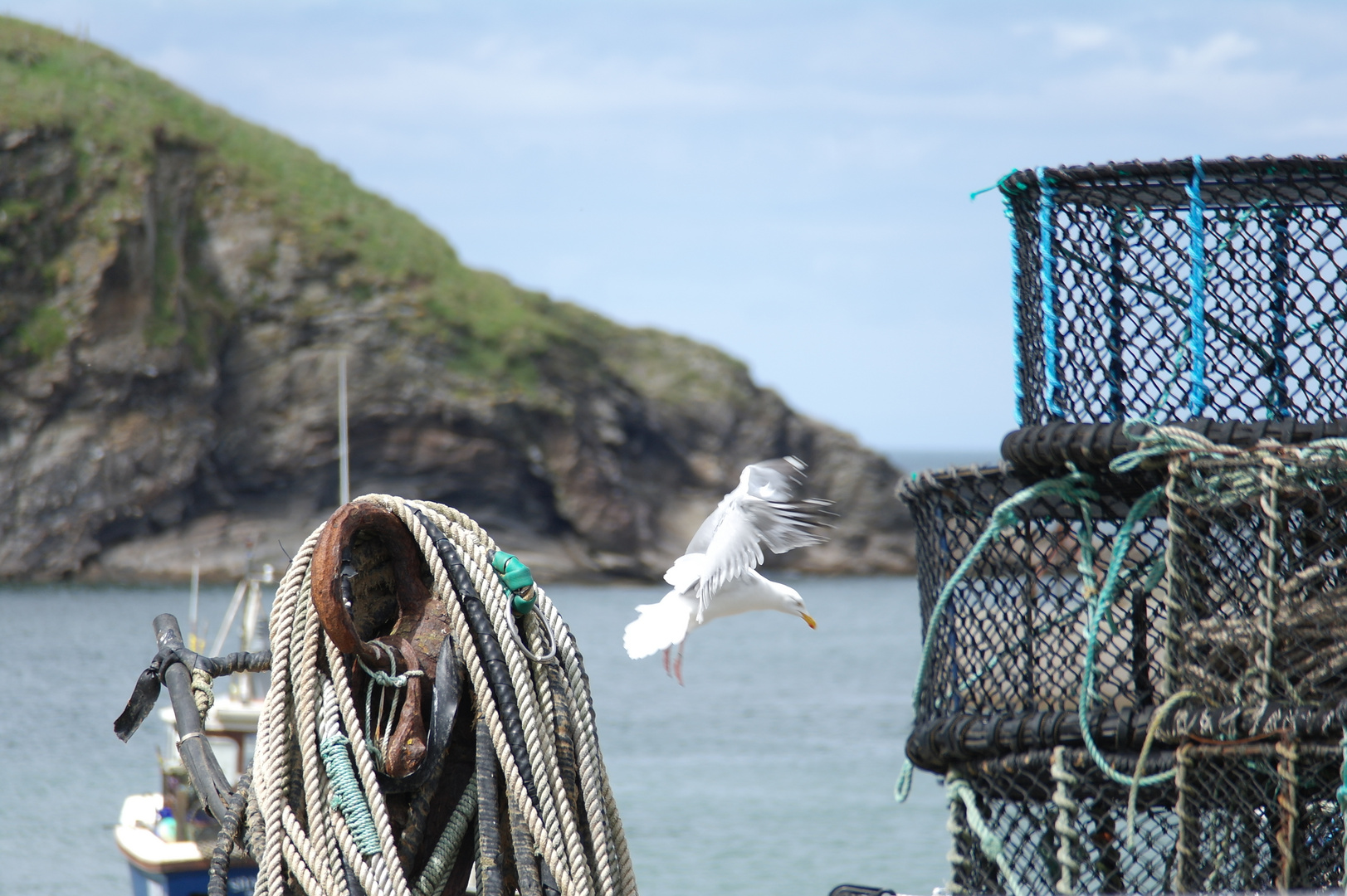 Port Isaac Seagull