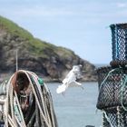 Port Isaac Seagull